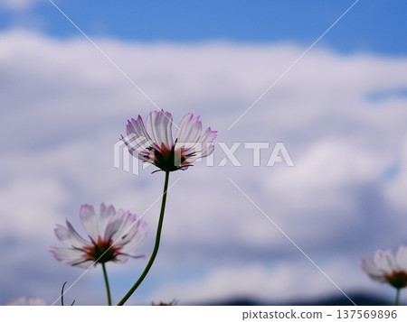 開花往藍天的波斯菊 137569896