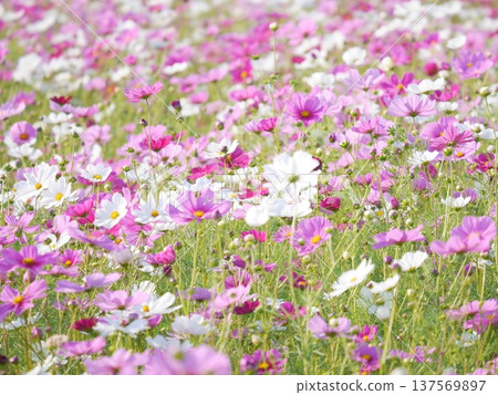 盛開的波斯菊領域 137569897