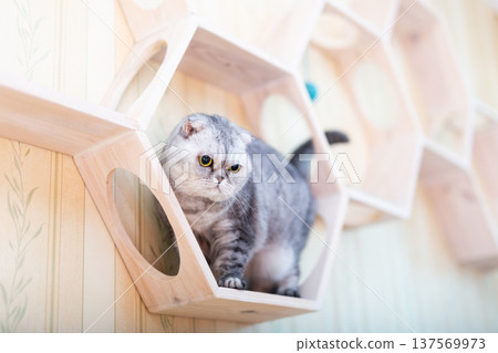 Scottish Fold Cat Sitting on Hexagon Wall Shelf Scottish Fold Cat Sitting on Hexagon Wall Shelf 137569973