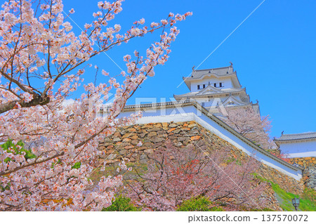 兵庫縣姬路市櫻花盛開和姬路城的景色 137570072