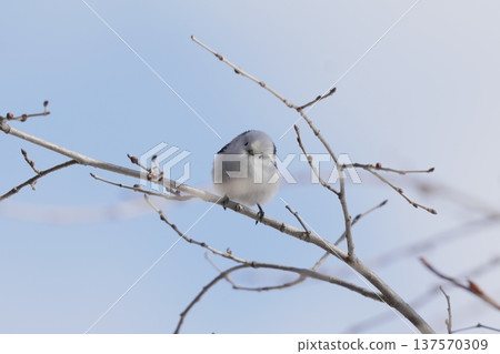Long-tailed long-tailed perching on a branch 137570309