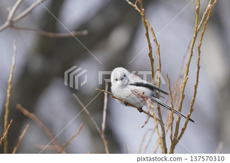Shimaneenaga sticks to branches 137570310