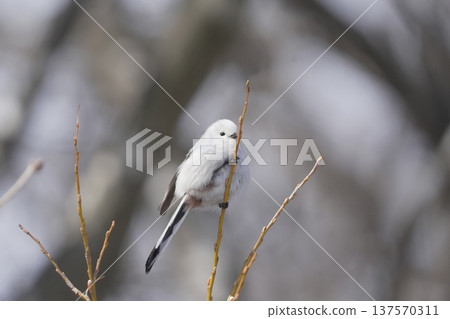 Shimaneenaga堅持分支機構 137570311