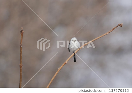 長尾長尾棲息在樹枝上 137570313