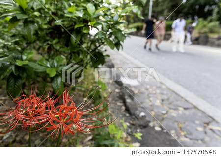 Early autumn scenery of people walking back from the park along a road lined with blooming red spider lilies Early autumn scenery of people walking back from the park along a road lined with blooming red spider lilies 137570548