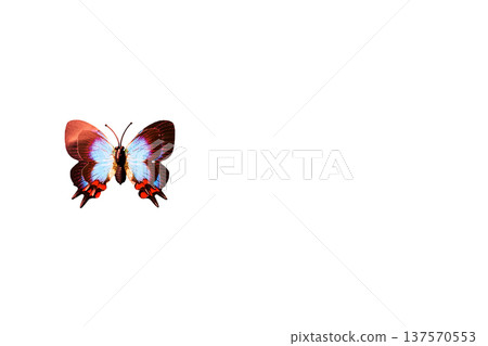 Summer beauty colored flying butterfly for design 137570553