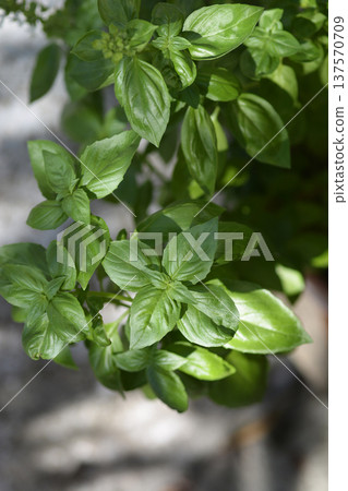 Common basil Common basil 137570709