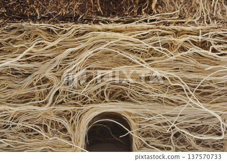 Macro view of white chives roots and soil texture 137570733