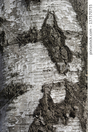 Common birch 137570755