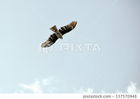 Flying in the sky 137570948