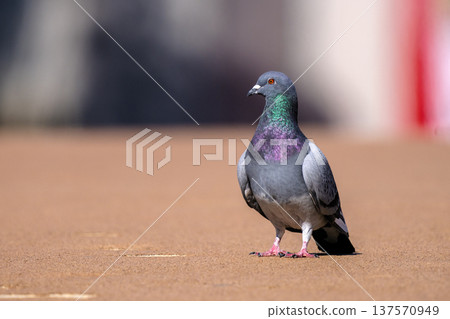 鴿子在路上行走 鴿子在路上行走 137570949
