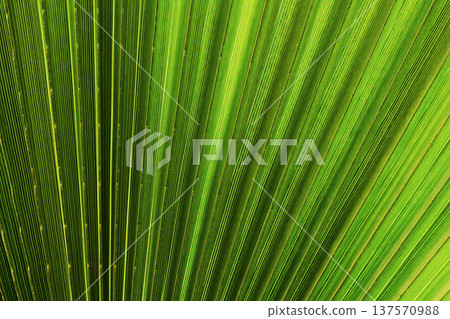 Abstract background of a palm leaf, tropical green texture, single leaf with organic shapes, vibrant nature surface, botanical backdrop ideal for design, branding, social media, summer and tropical Abstract background of a palm leaf, tropical green texture, single leaf with organic shapes, vibrant nature surface, botanical backdrop ideal for design, branding, social media, summer and tropical 137570988