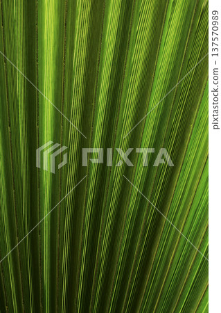 Abstract background of a palm leaf, tropical green texture, single leaf with organic shapes, vibrant nature surface, botanical backdrop ideal for design, branding, social media, summer and tropical Abstract background of a palm leaf, tropical green texture, single leaf with organic shapes, vibrant nature surface, botanical backdrop ideal for design, branding, social media, summer and tropical 137570989