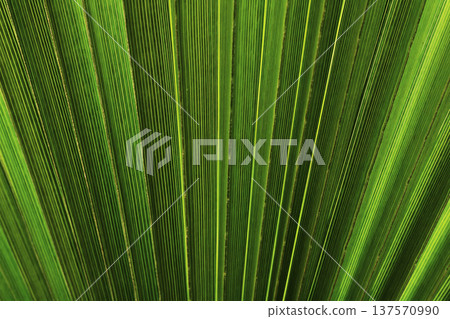 Abstract background of a palm leaf, tropical green texture, single leaf with organic shapes, vibrant nature surface, botanical backdrop ideal for design, branding, social media, summer and tropical Abstract background of a palm leaf, tropical green texture, single leaf with organic shapes, vibrant nature surface, botanical backdrop ideal for design, branding, social media, summer and tropical 137570990