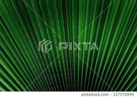 Abstract background of a palm leaf, tropical green texture, single leaf with organic shapes, vibrant nature surface, botanical backdrop ideal for design, branding, social media, summer and tropical Abstract background of a palm leaf, tropical green texture, single leaf with organic shapes, vibrant nature surface, botanical backdrop ideal for design, branding, social media, summer and tropical 137570994