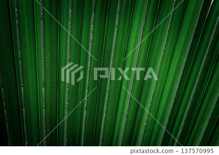 Abstract background of a palm leaf, tropical green texture, single leaf with organic shapes, vibrant nature surface, botanical backdrop ideal for design, branding, social media, summer and tropical Abstract background of a palm leaf, tropical green texture, single leaf with organic shapes, vibrant nature surface, botanical backdrop ideal for design, branding, social media, summer and tropical 137570995