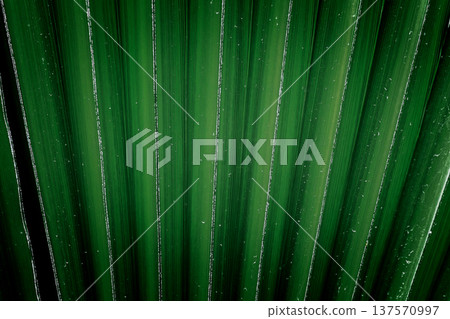 Abstract background of a palm leaf, tropical green texture, single leaf with organic shapes, vibrant nature surface, botanical backdrop ideal for design, branding, social media, summer and tropical 137570997