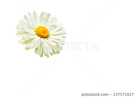 Head of nice white yellow daisy isolated on white.Place for text Head of nice white yellow daisy isolated on white.Place for text 137571027