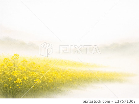 霧中的油菜花田景色 137571302