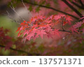 A close-up of vibrantly colored autumn maple leaves 137571371