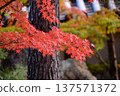 A landscape of powerful trees and vibrantly colored autumn leaves 137571372