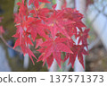 A close-up of vibrantly colored autumn maple leaves 137571373
