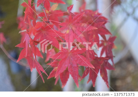秋日裡色彩斑斕的楓葉特寫 137571373