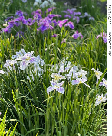 White and purple iris White and purple iris 137571458