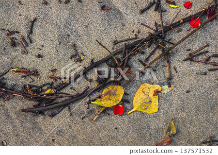 Dry fallen leaves and twigs from the trees lie on sandy soil. Natural background. 137571532