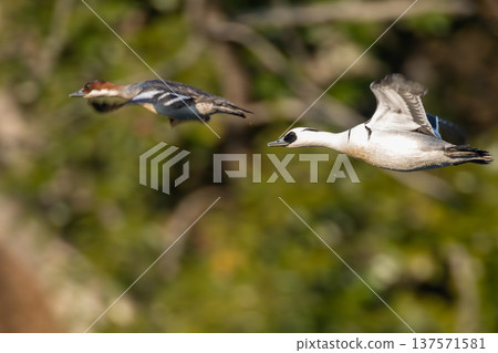 Miko aisa's flight 137571581