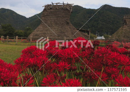 宮山茅吹村的孤挺花綻放 137571595