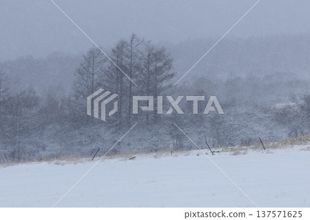 Snow-covered pasture and larch trees at the edge of the forest Snow-covered pasture and larch trees at the edge of the forest 137571625