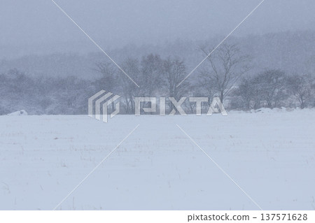 Snow-covered meadows and forest edge trees Snow-covered meadows and forest edge trees 137571628