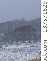Mizunara oak forests and grasslands on a snowy plateau 137571629