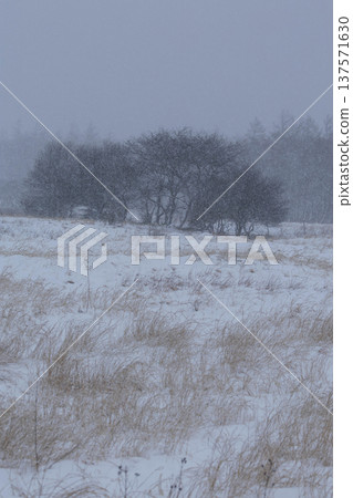 Winter-dead grassland on a plateau hit by heavy snowfall 137571630