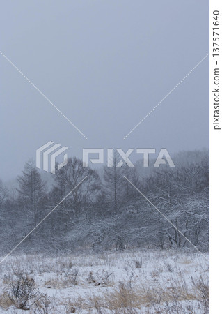 A thicket of trees on a snowy plateau 137571640