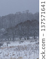 Mizunara oak forests and grasslands on a snowy plateau 137571641