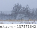 Larch forest on a snowy plateau 137571642
