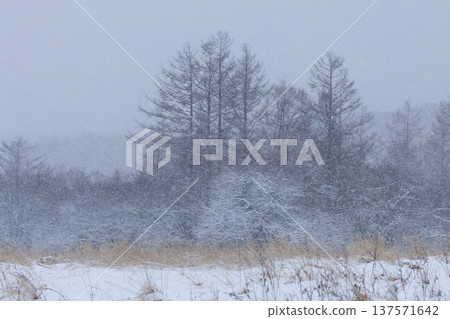 白雪皚皚的高原上,一片落葉松林。 白雪皚皚的高原上,一片落葉松林。 137571642
