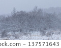 A thicket of trees on a snowy plateau 137571643