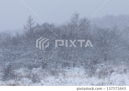 白雪皚皚的高原上,生長著一片茂密的樹林。 白雪皚皚的高原上,生長著一片茂密的樹林。 137571643