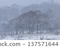 Mizunara oak forest on a snowy plateau 137571644