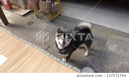 Cute dog 137571764