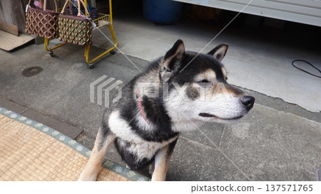 Cute dog Cute dog 137571765