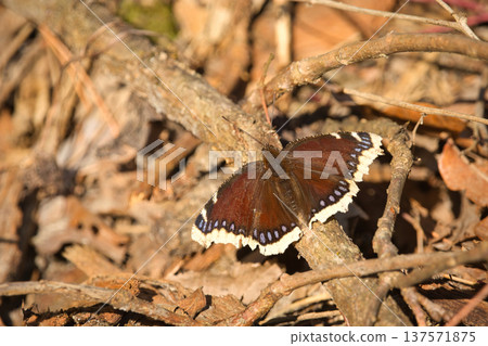 A mourning cloak butterfly sits on a branch A mourning cloak butterfly sits on a branch 137571875