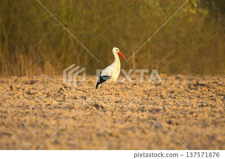 A white stork stands on one leg in a plowed field. A white stork stands on one leg in a plowed field. 137571876