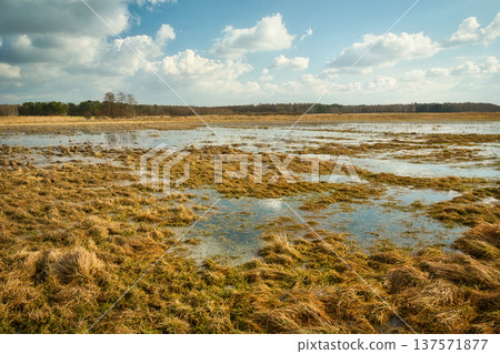 Water in wet meadow on a spring day Water in wet meadow on a spring day 137571877