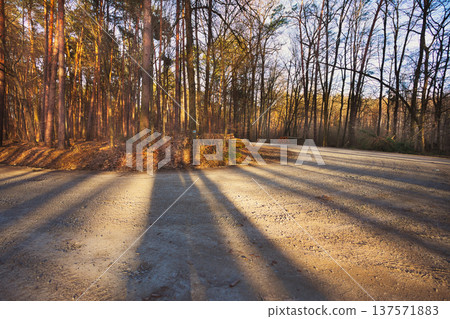 Tree shadows on a dirt road in the forest Tree shadows on a dirt road in the forest 137571883