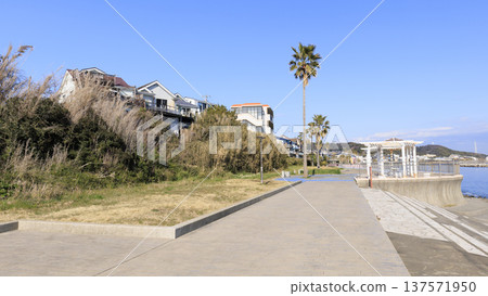 Spring at Nobi Coast, famous for its daffodil road Spring at Nobi Coast, famous for its daffodil road 137571950