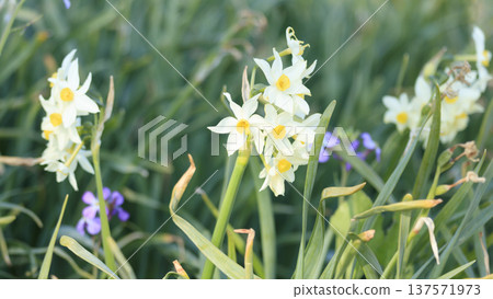 諾比海岸的春天，以其水仙花路而聞名 137571973